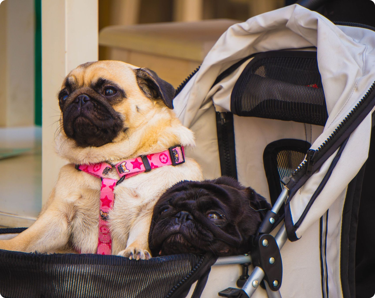 Two pugs sitting in a stroller. Two pugs sitting in a stroller.