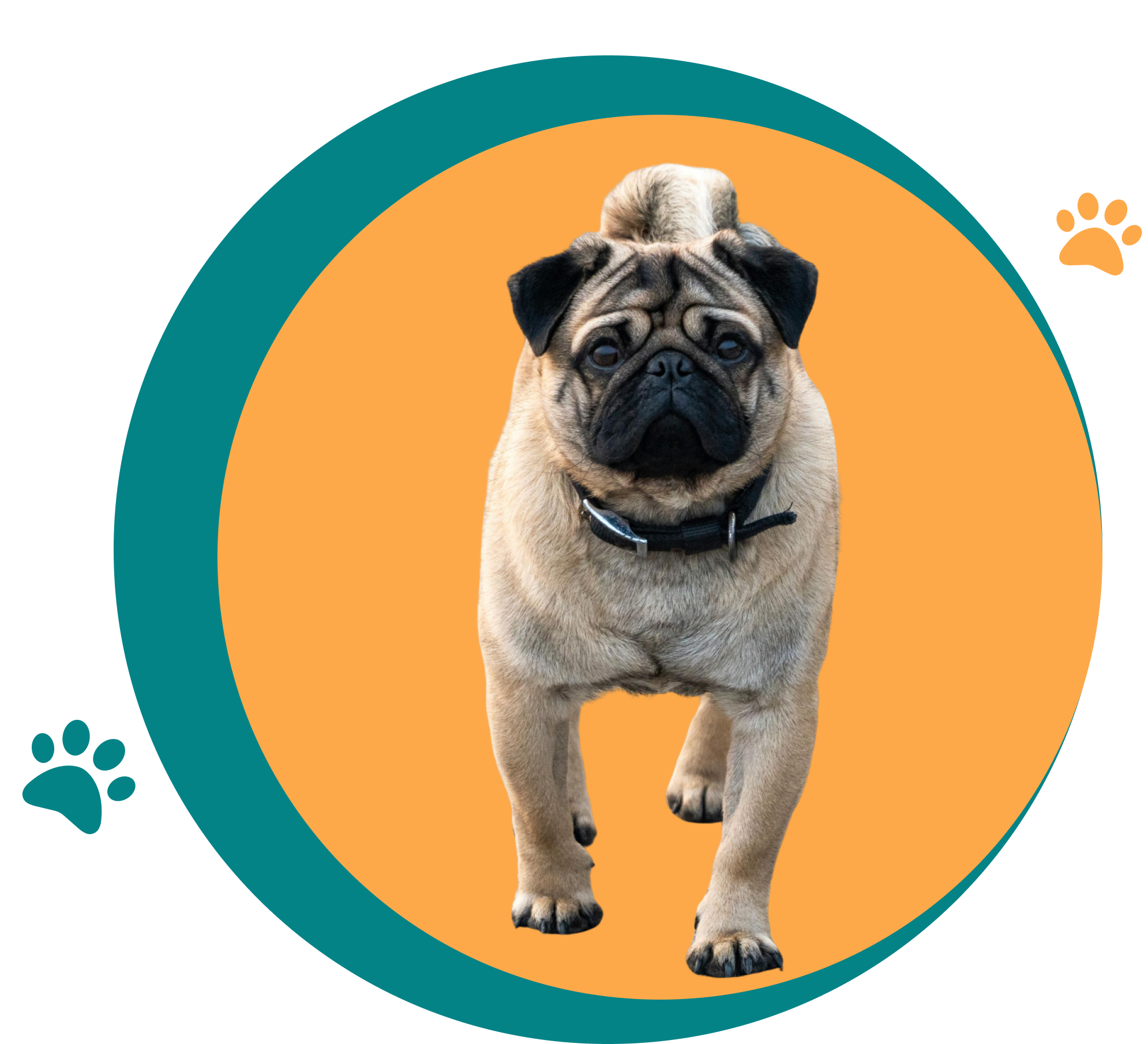 2 A pug walking confidently with a colorful circular background.