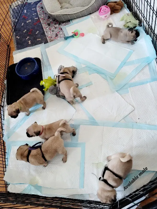 Several puppies playing on a white mat with pee pads.