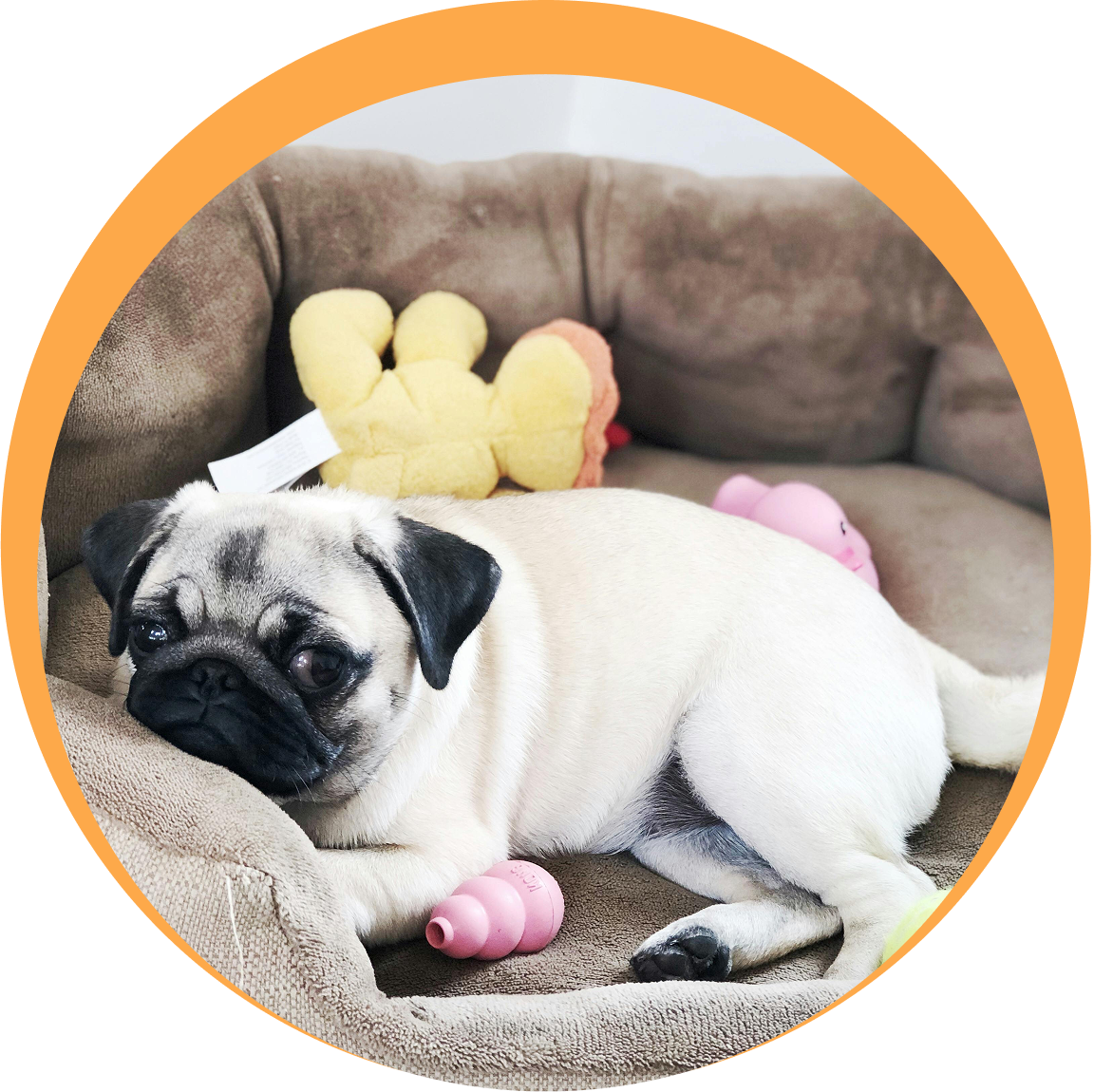 Group 1321317756 (2) A pug resting comfortably on a couch with toys nearby.