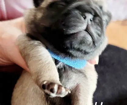 Close-up of a tiny, adorable puppy with a blue collar being gently held.