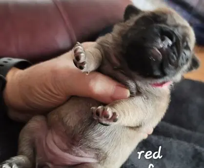 Close-up of a newborn pug puppy being gently held.