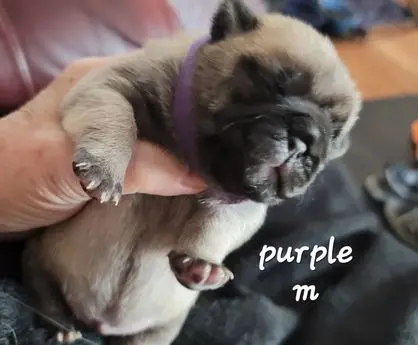 Tiny puppy with a purple collar being gently held.