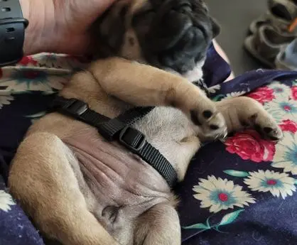 A small pug puppy wearing a harness and lying on a floral blanket.