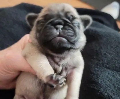 A tiny newborn puppy being gently held, eyes closed.