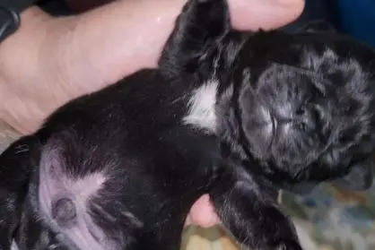 A tiny black puppy with white markings lying on its back in a person's hand.
