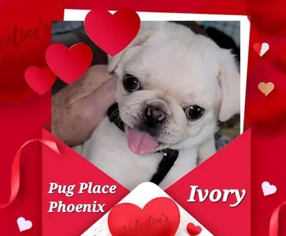 Adorable white pug puppy with Valentine hearts around.