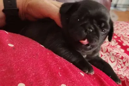 A black pug puppy resting with its tongue slightly out.