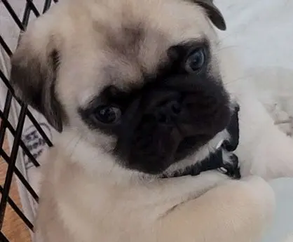 Close-up of a pug with expressive eyes lying down.