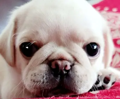 Close-up of a white pug puppy with expressive eyes and a wrinkled face.