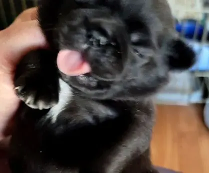 A close-up of a black puppy sticking out its tongue.