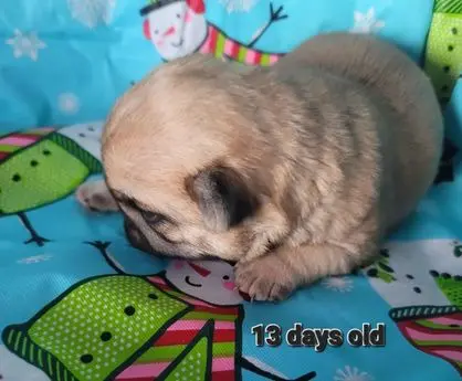 A 13-day-old pug puppy resting on a colorful blanket.