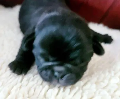 Close-up of a sleeping black pug puppy on a soft surface.