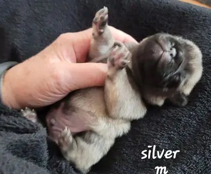 Tiny silver pug puppy sleeping peacefully on a hand.